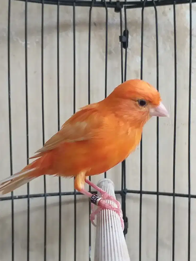 Kenari Merlok Rasa Spanish Timbrado Gacor