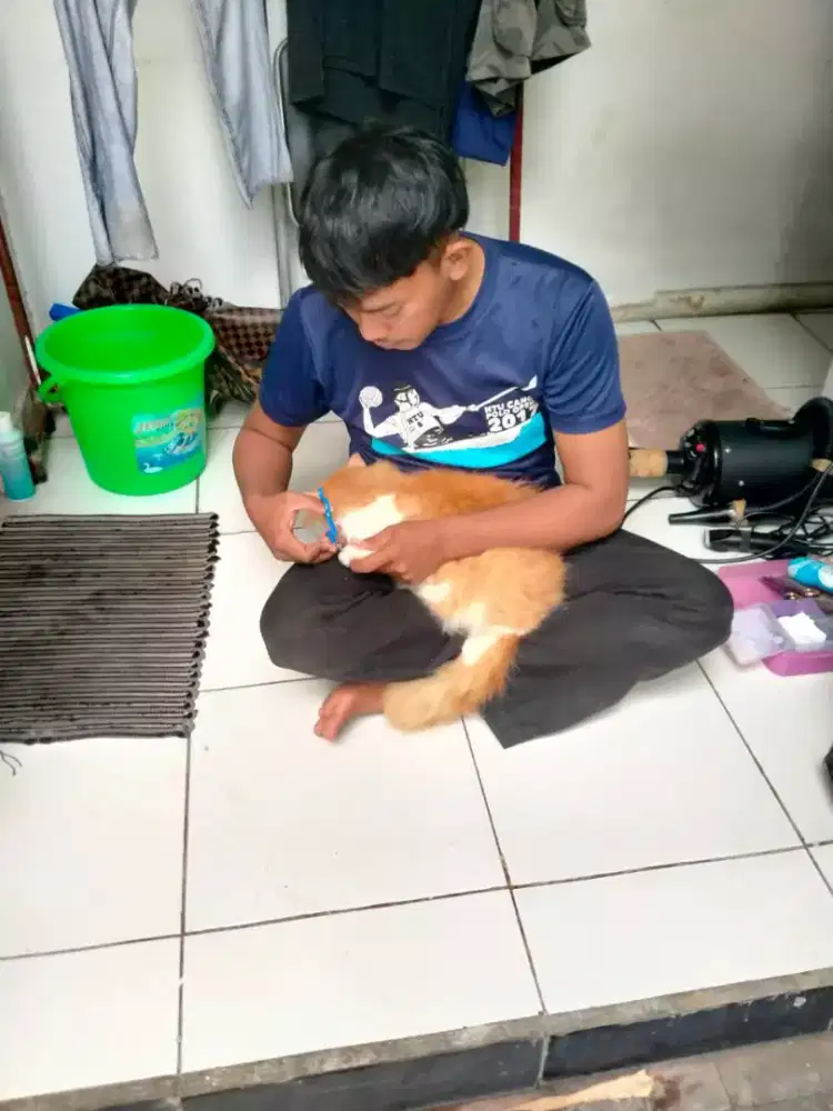 Groming  Panggilan  Murah