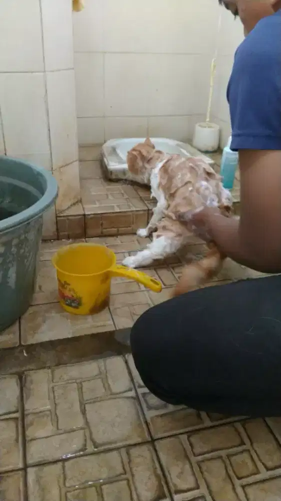 GROMING PANGGILAN MURAH