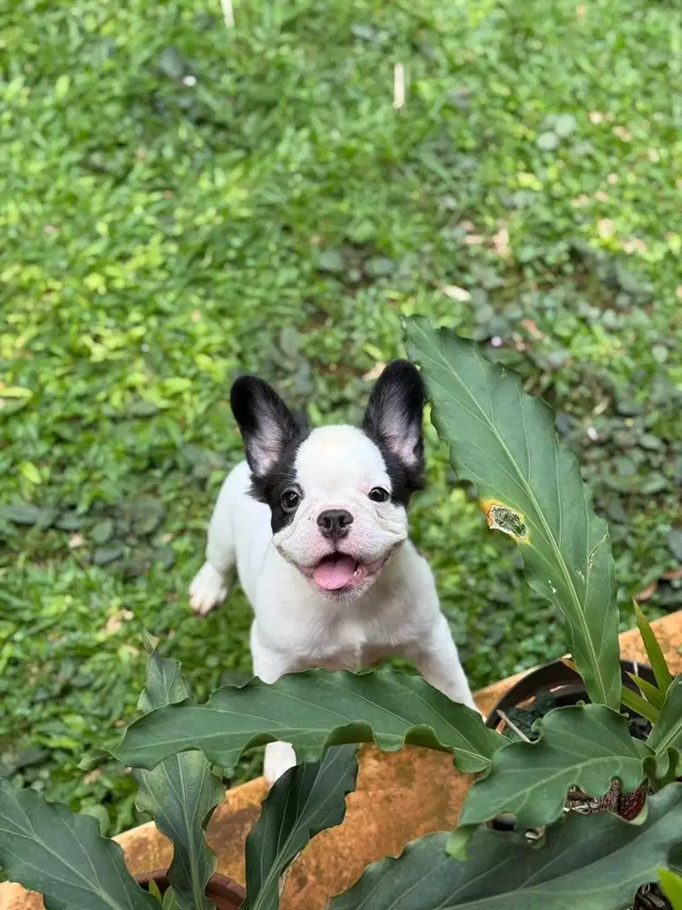 Fluffy French Bulldog