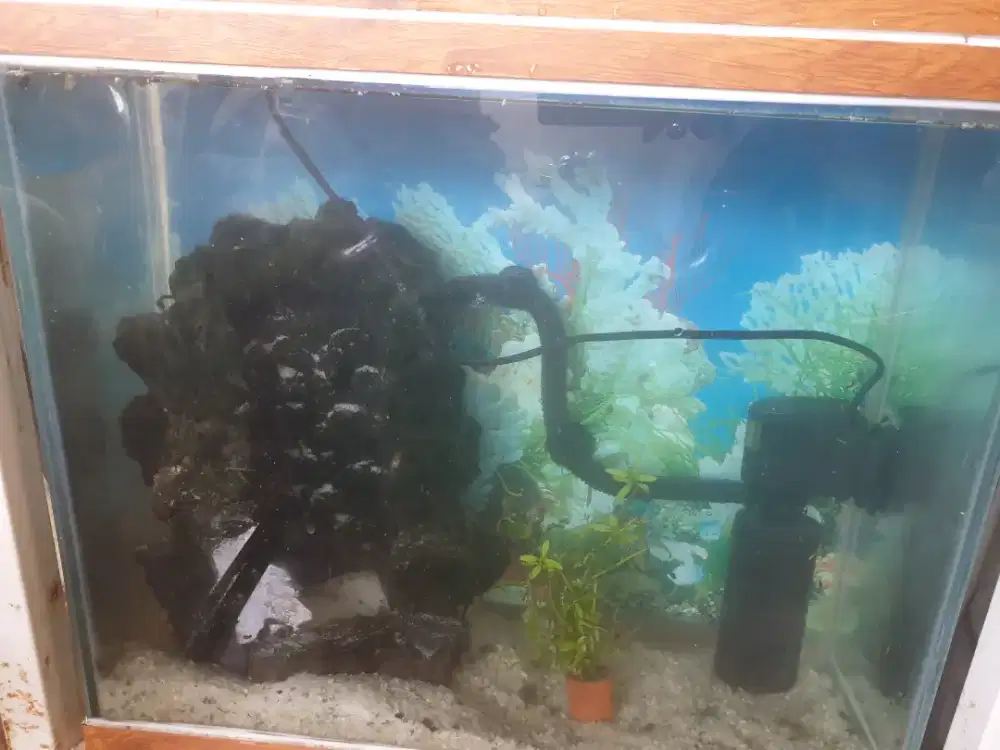 Aquarium pasir bisa di isi ikan glofish,gupy,molly,sumatra dll