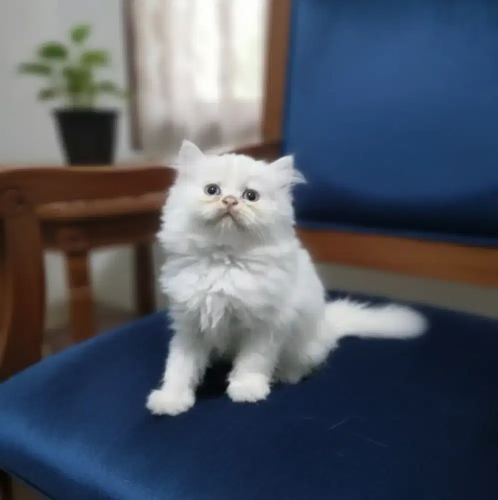 Kucing Persia Flatnose White Solid