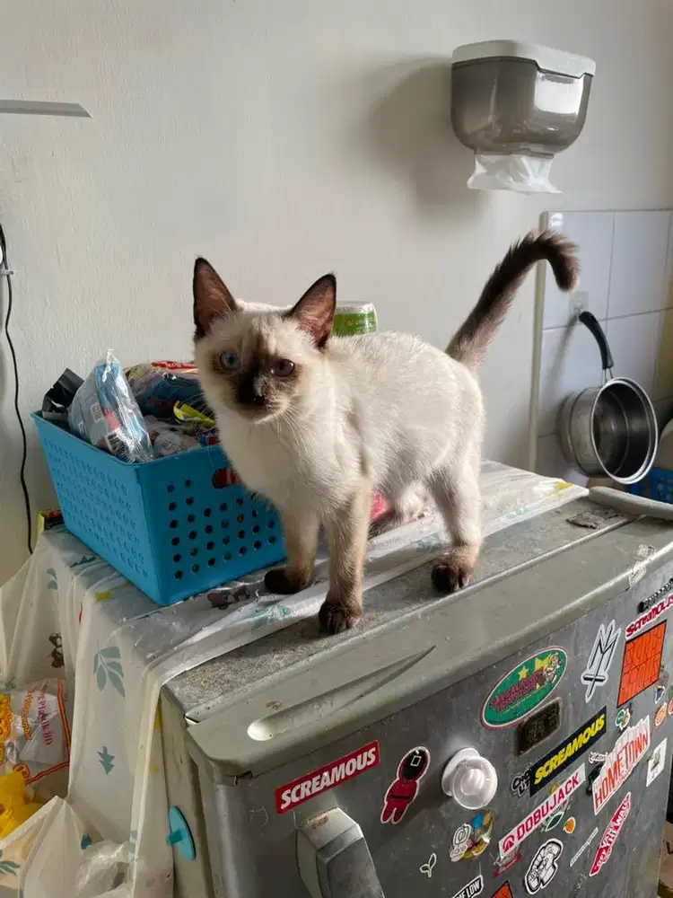 Betina himalaya 6 bulan