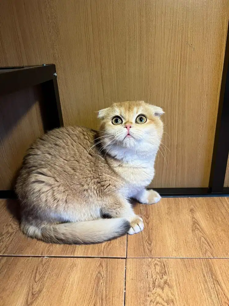 Scottish fold import russia