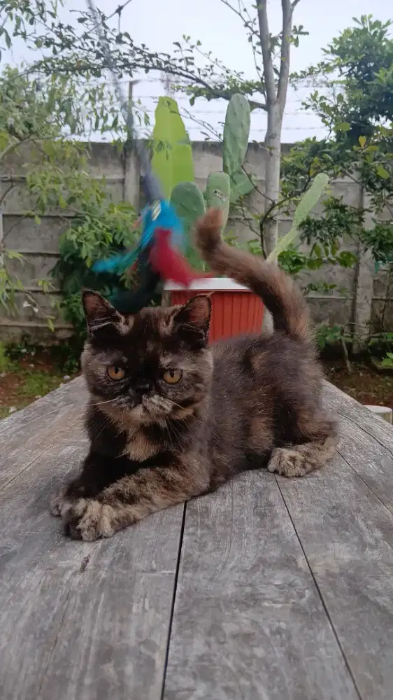 Exotic kitten tortie