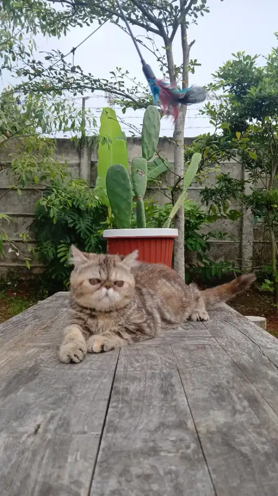 Exotic kitten torbie