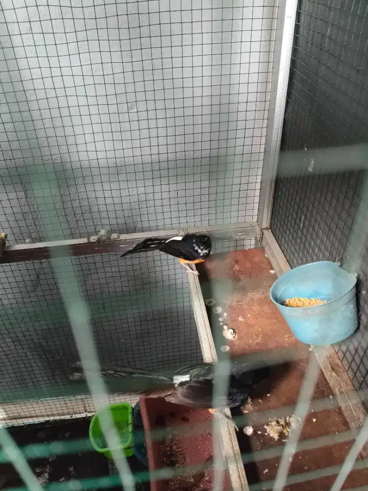 Murai blorok sepasang