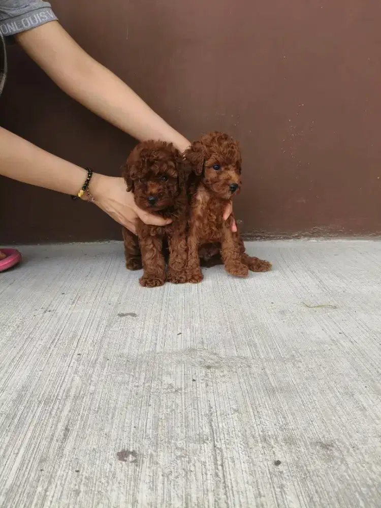 Anakan anjing Red toy poodle