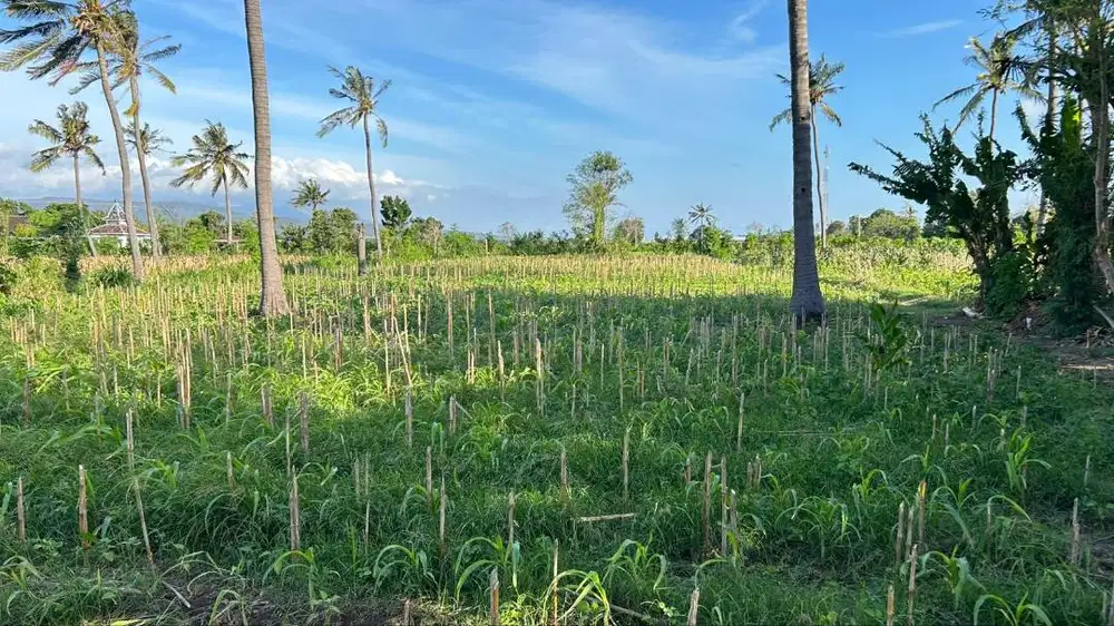 Dijual Tanah Lokasi Strategis Desa Bangsring Banyuwangi