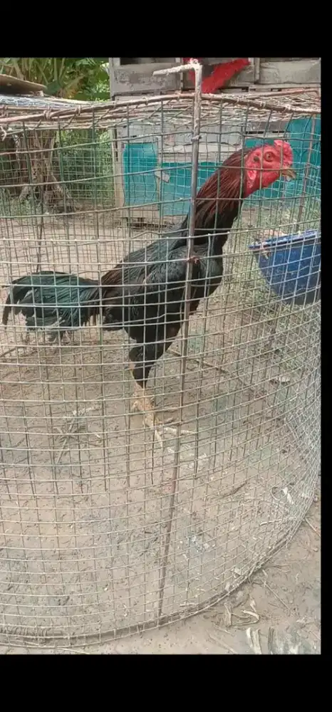 Dijual ayam Siam jago