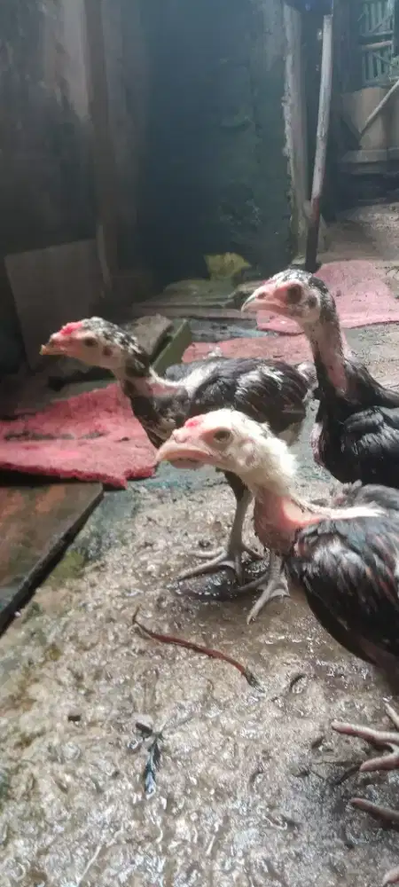 Jual cepat 3 ekor anak ayam mangoun trah bulbi sisik buaya