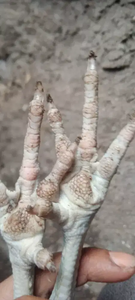 Jual cepat 3 ekor anak ayam mangoun trah bulbi sisik buaya