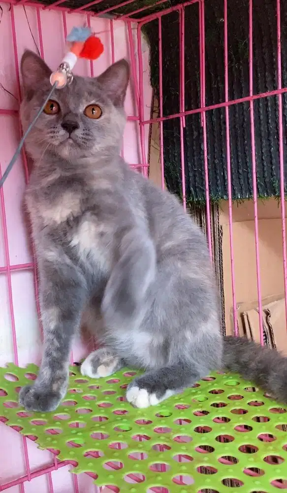 Kucing kitten mix bsh betina