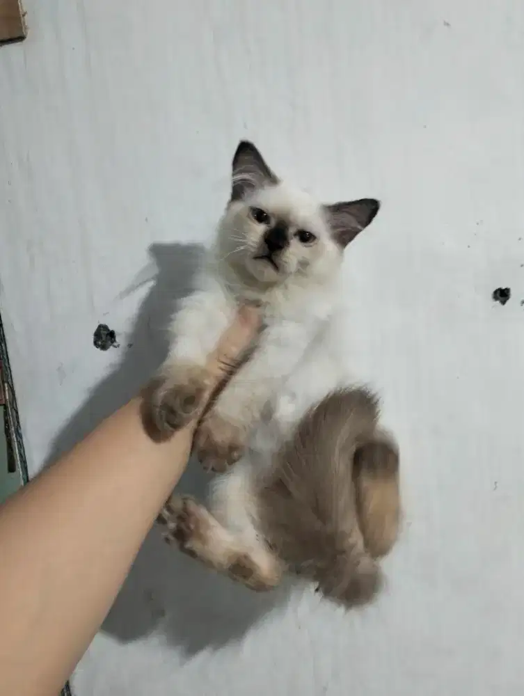 Kucing Borongan 3 ekor murah banget