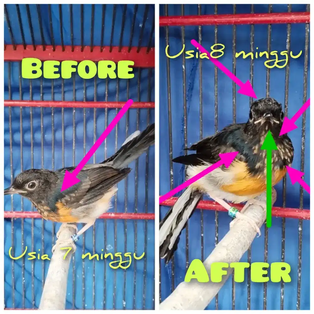 MURAI JANTAN YA GINI MAMPUS PENIPU