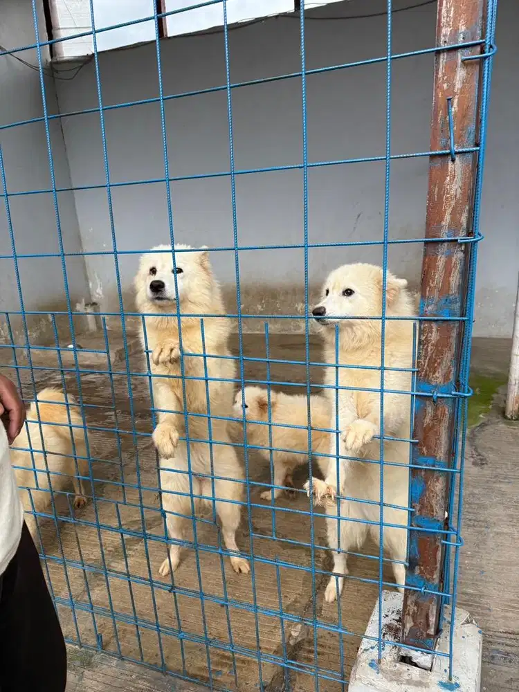 Samoyed Murah Betina