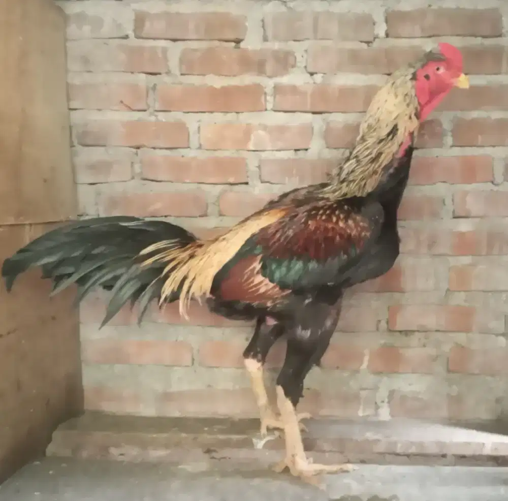 Jual ayam shmo x bngkok umur besar