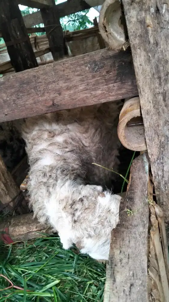 Di jual domba ukuran besar