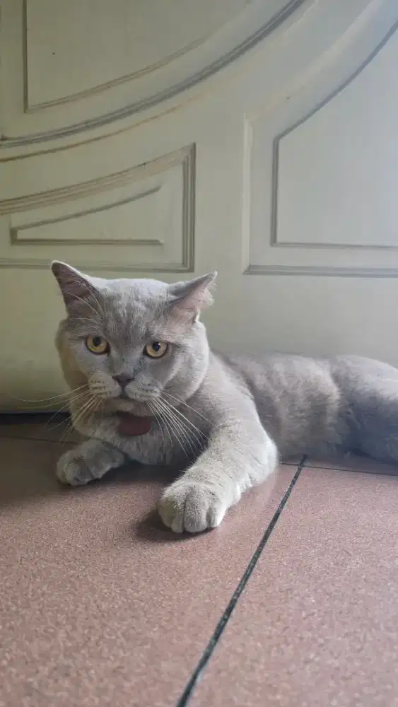 Lepas adop kucing BSH Lilac 1 tahun
Jantan daerah medan