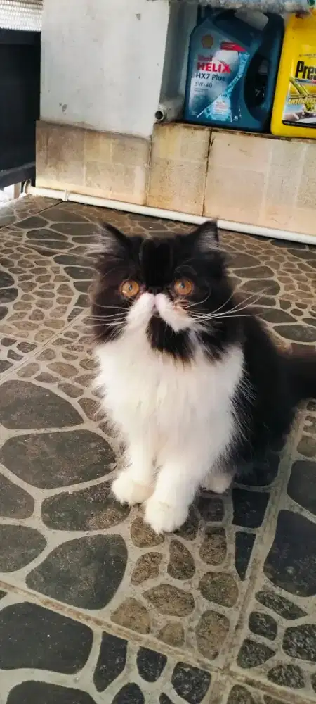 Kucing pesek/peaknose jantan