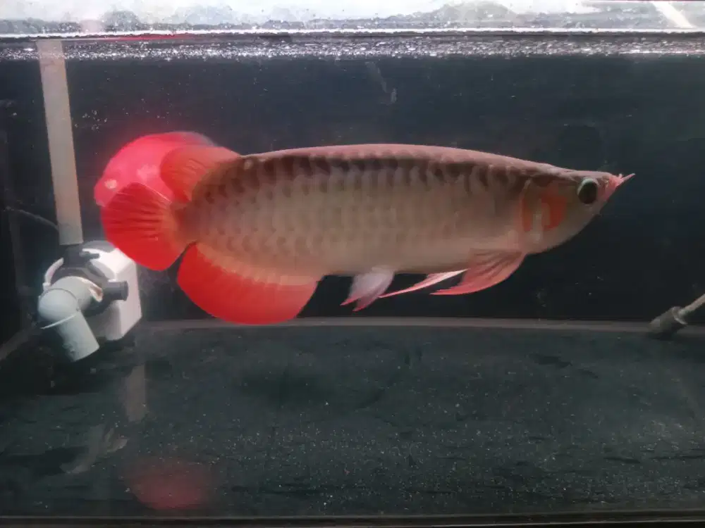 Arwana super red