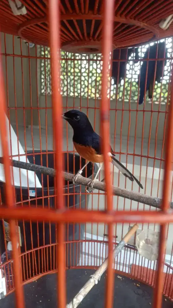 Murai gacor usia 2x mabung