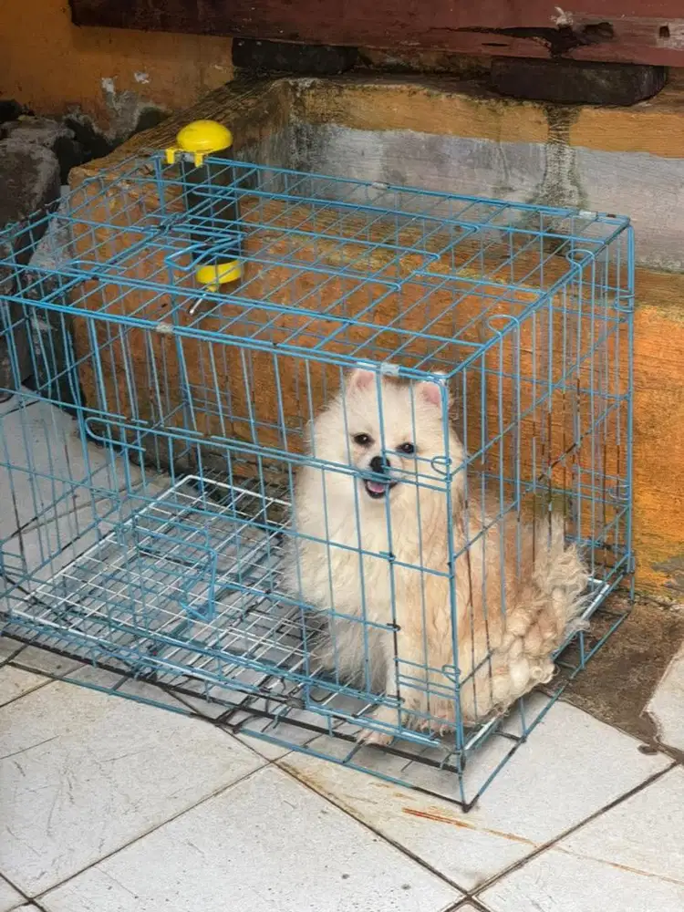 Anjing pom minipom betina putih