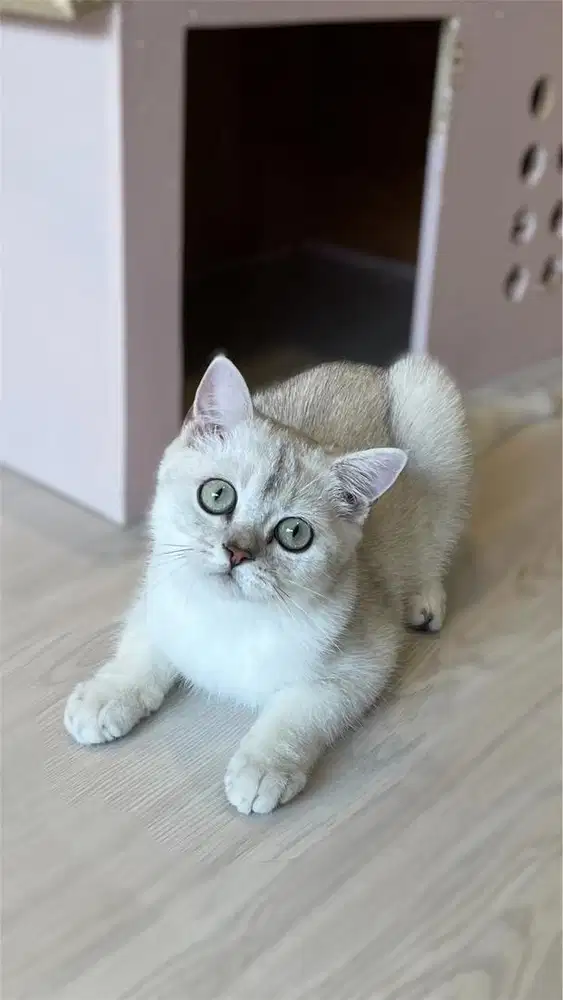 British Shorthair bsh silver