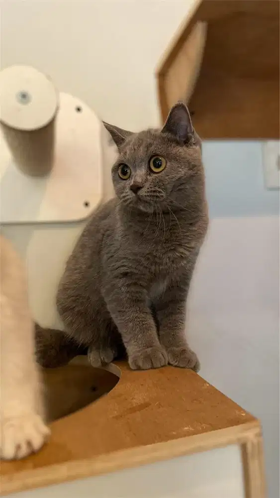 British Shorthair bsh blue