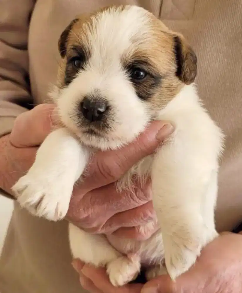 DIJUAL ANJING JACK RUSSELL