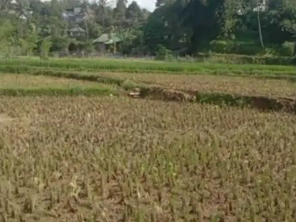 Tanah di Desa Cimande, Caringin, Bogor