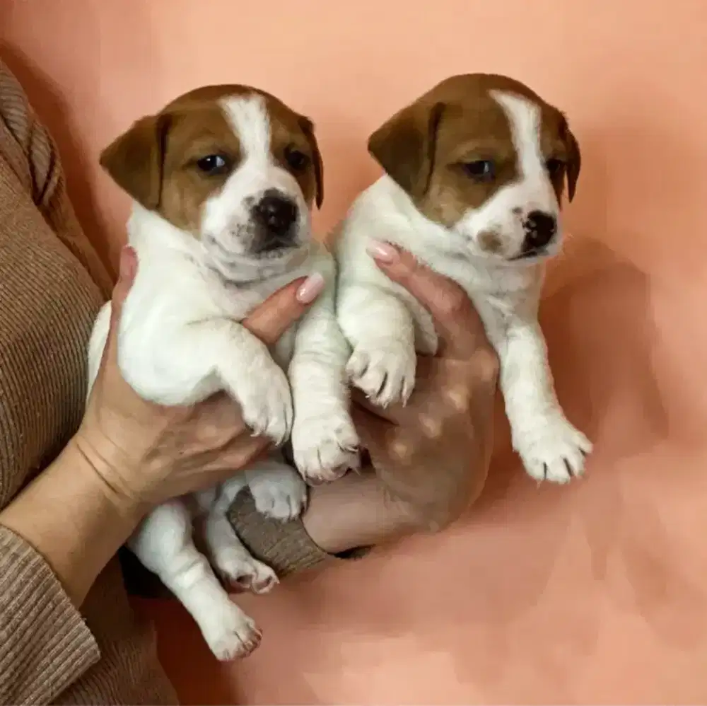 DIJUAL ANJING JACK RUSSELL