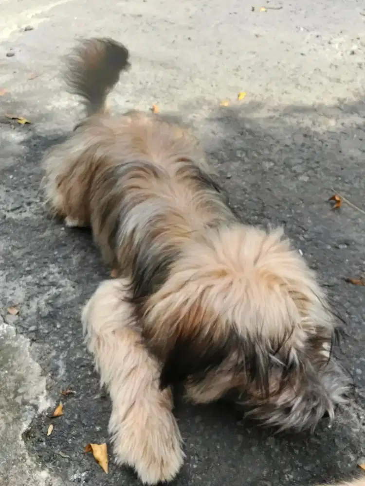 DI JUAL ANJING MALTIPOO