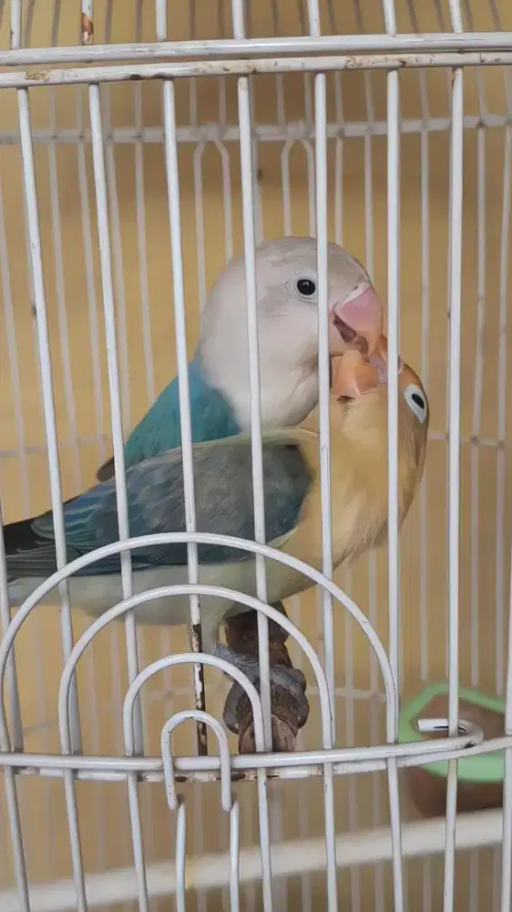 Lovebird bio blue x bio pb euwing (balibu)