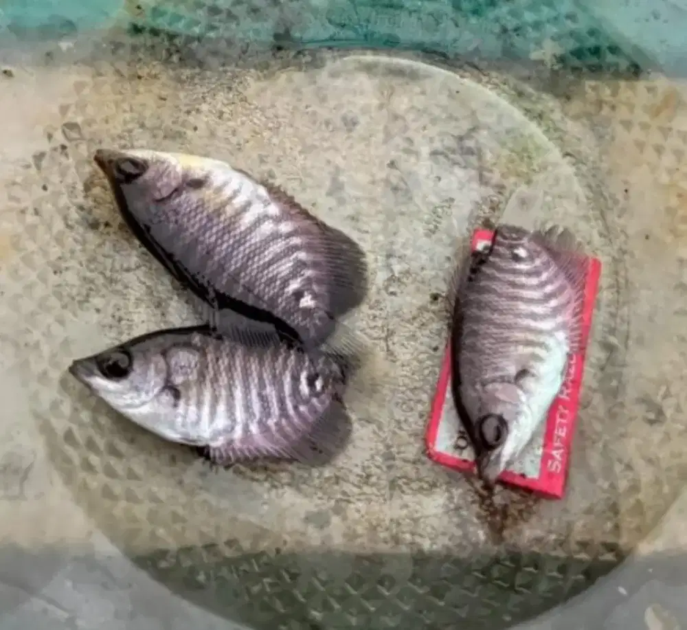 Benih gurame Tangerang ready stok benih gurame soang & gurame padang