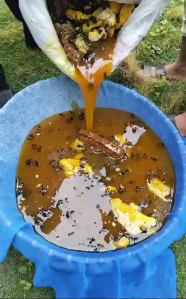 Madu asli 1 botol syirup abc 250 aja