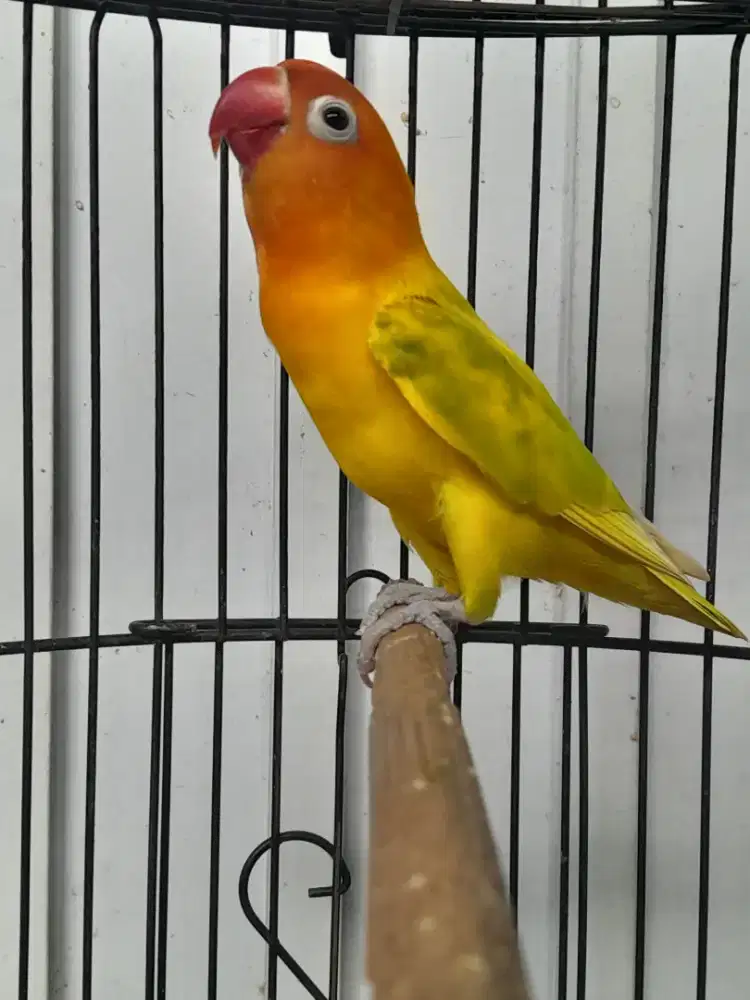 Lovebird jantan dewasa