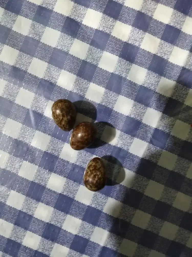 Murai betina siapan udah bertelor pakan gacor