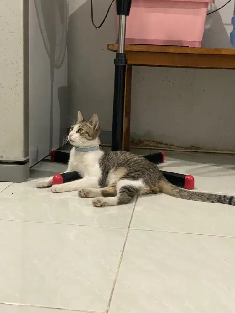 Kucing jantan sehat dan aktif