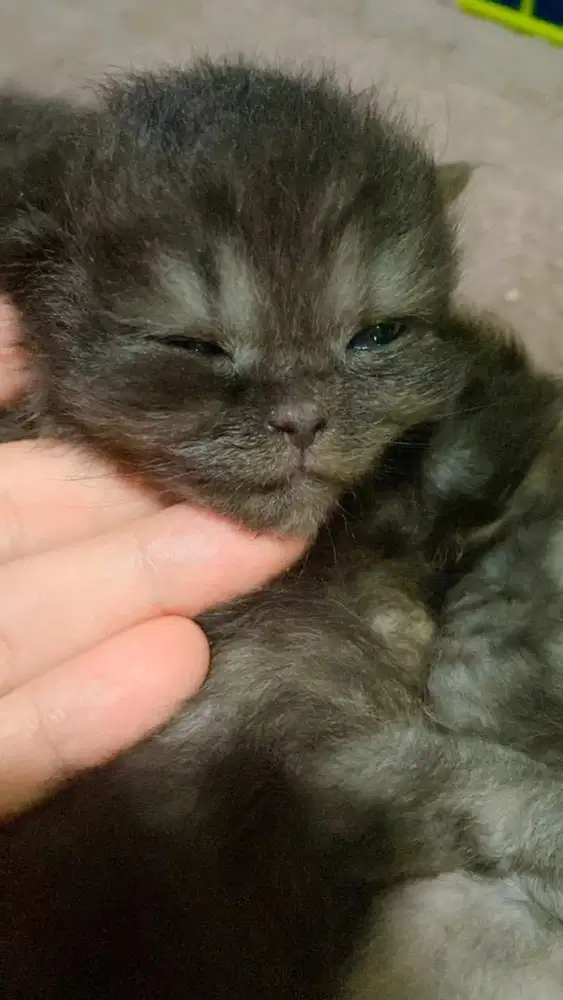 Mahar kitten 2.5 bulan