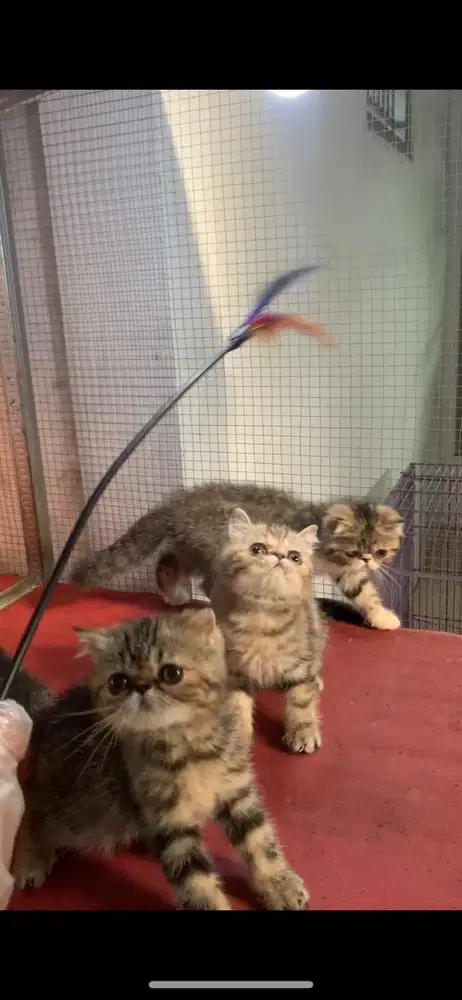 Kucing Peaknose Persia Exotic