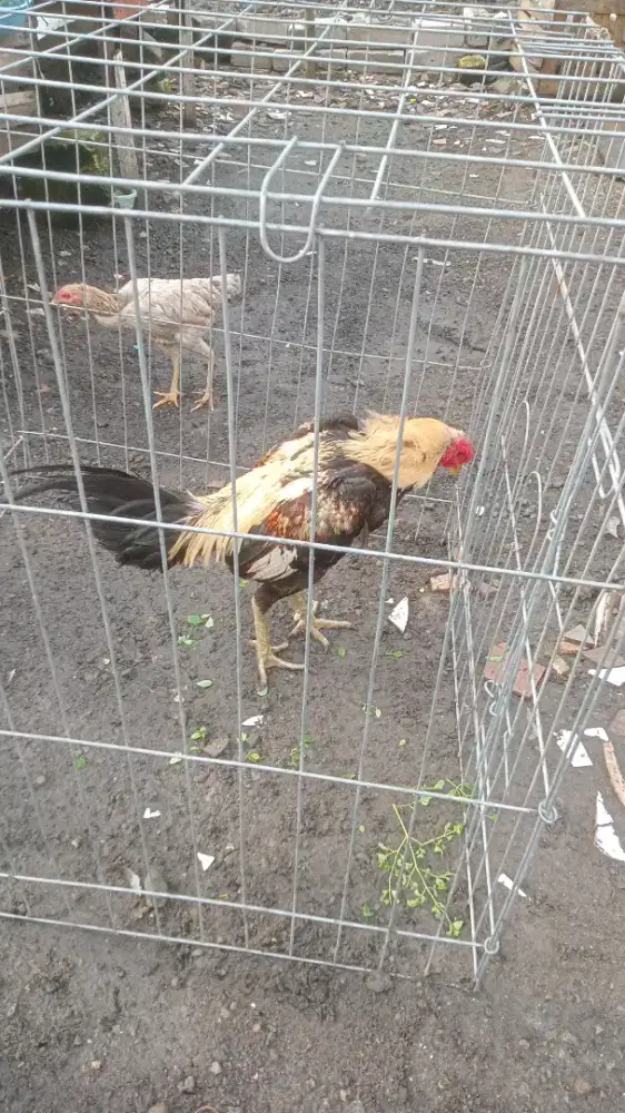 Di jual ayam Bangkok birma