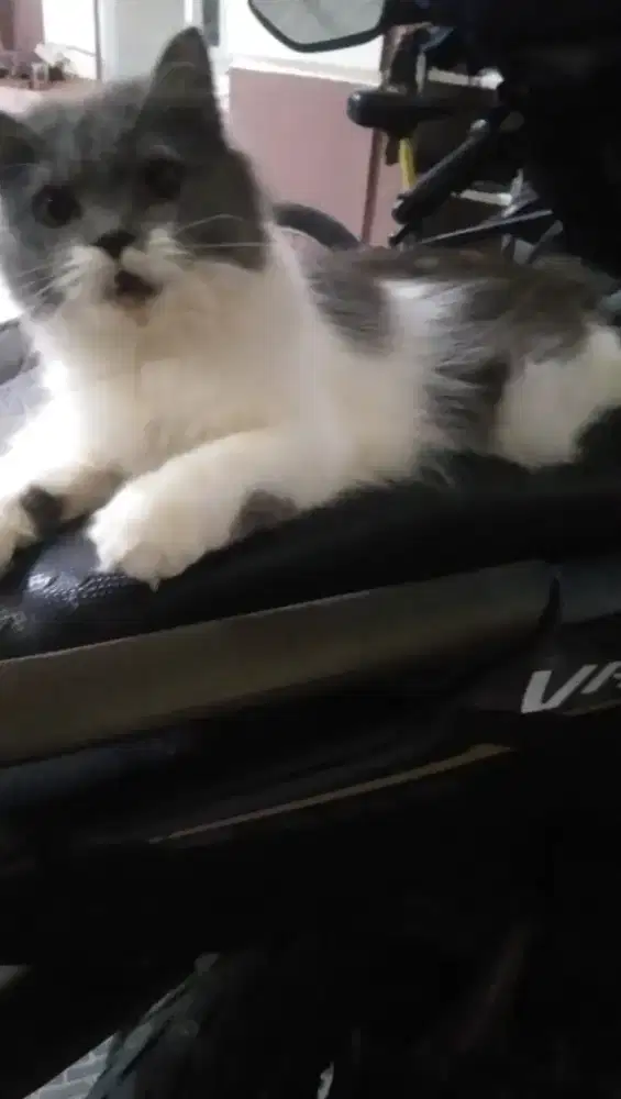 Kucing persia betina