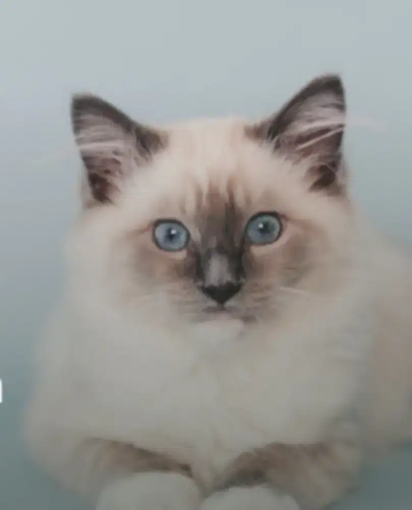 Regdoll .jantan 4 bulan . BU . Nego sampai ketemu harga