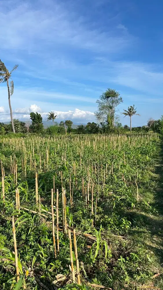 DIJUAL TANAH DI BANYUWANGI SUPER STRATEGIS DAN LUAS DEKAT OBJEK WISATA