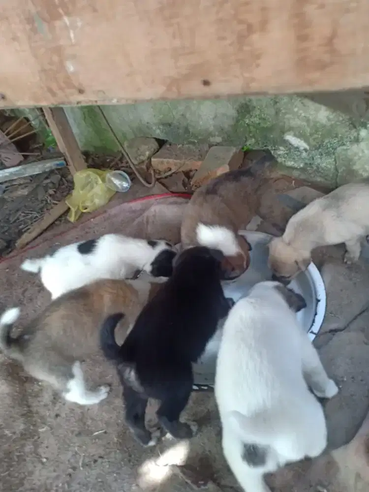DIJUAL CEPAT ANAK ANJING