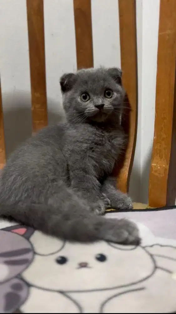 SCOTTISH FOLD (SF) X BRITISH SHORT HAIR (BSH)