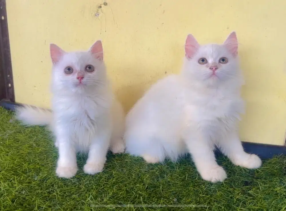 Kucing ras persia kitten betina 2 ekor