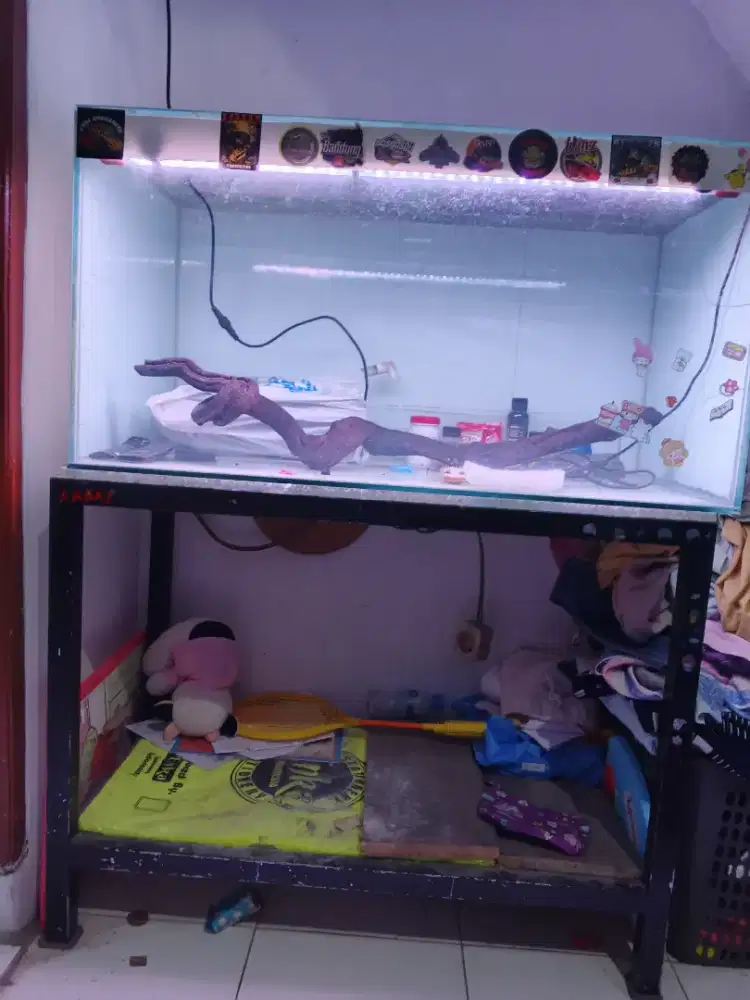 AQuarium  berserta rak holo