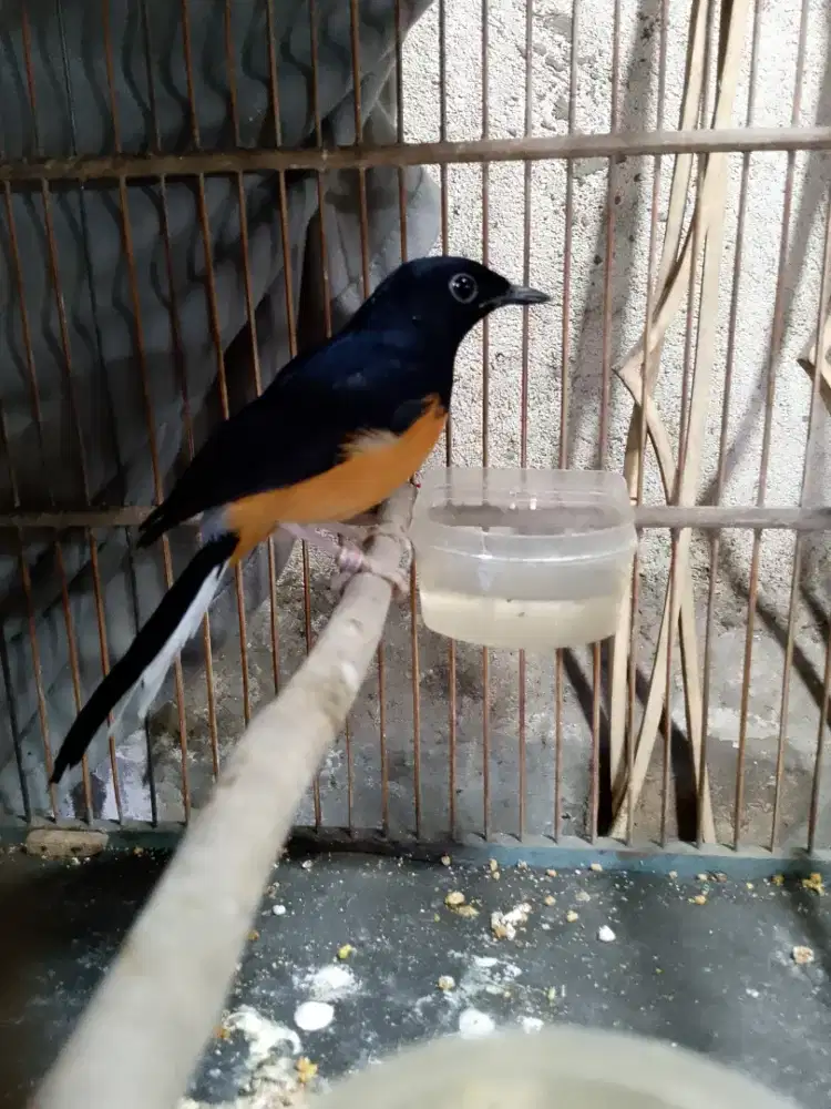 Murai medan pastol rajin burja